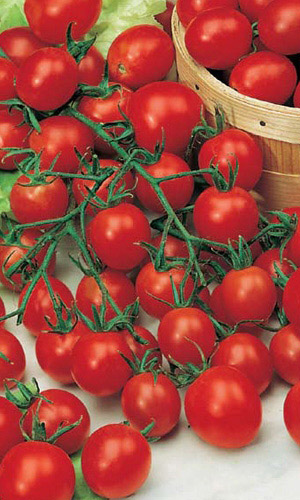 Томат Конфетное дерево F1 черри (УД) 20шт. цв.п 