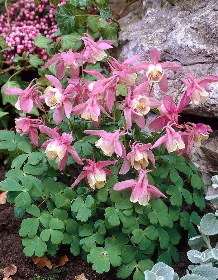 

Аквилегия Камео розовая ASF 1 шт Р9