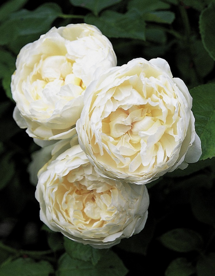 Роза чайно-гибридная Леонора (Элла) 1 шт букет роза элла 26 см микс