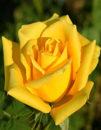 Роза чайно-гибридная Мохана 1 шт