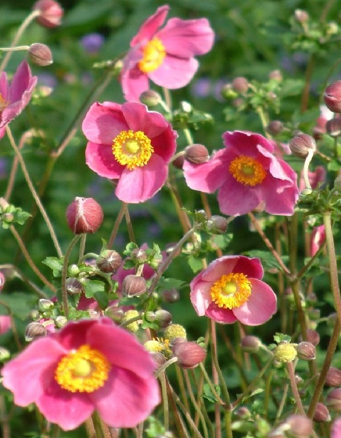 

Анемона японская Хадспен Абунданс