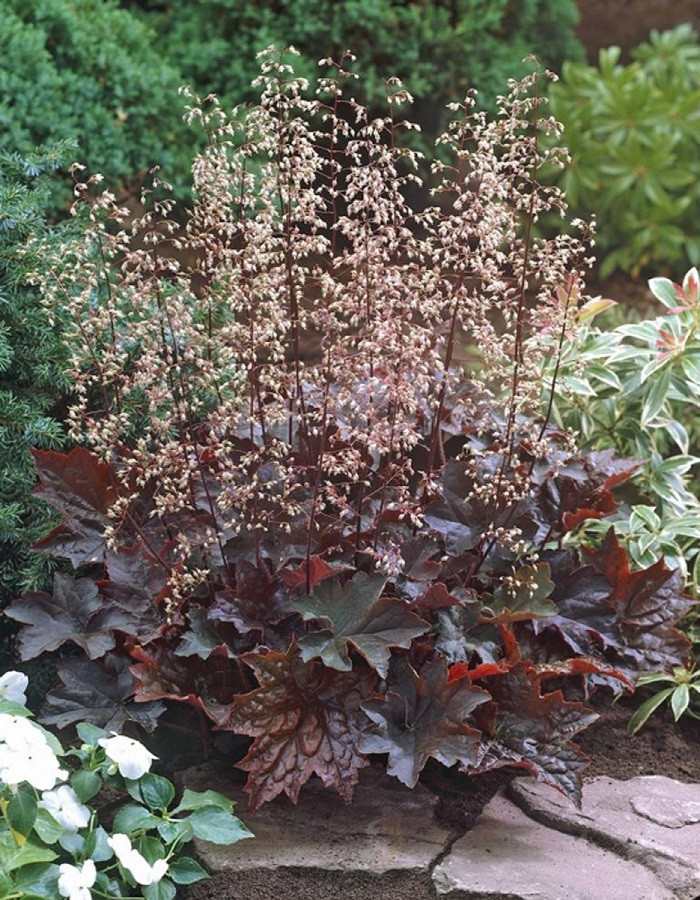 

Гейхера Палас Перпл ASF 1 шт Р9