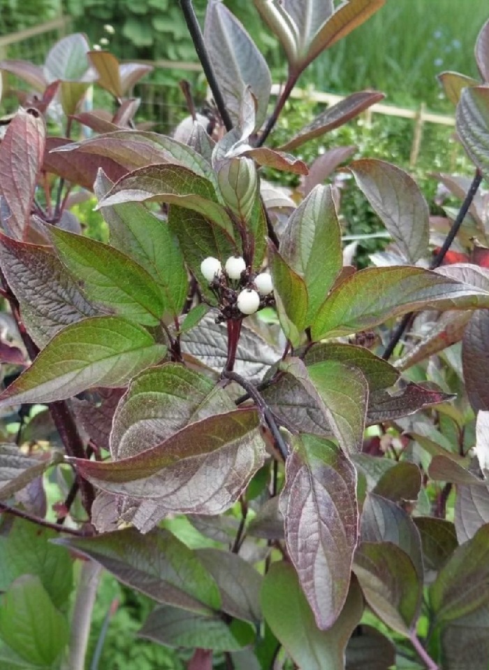 

Дерен белый Кесельринги 1 шт Р9