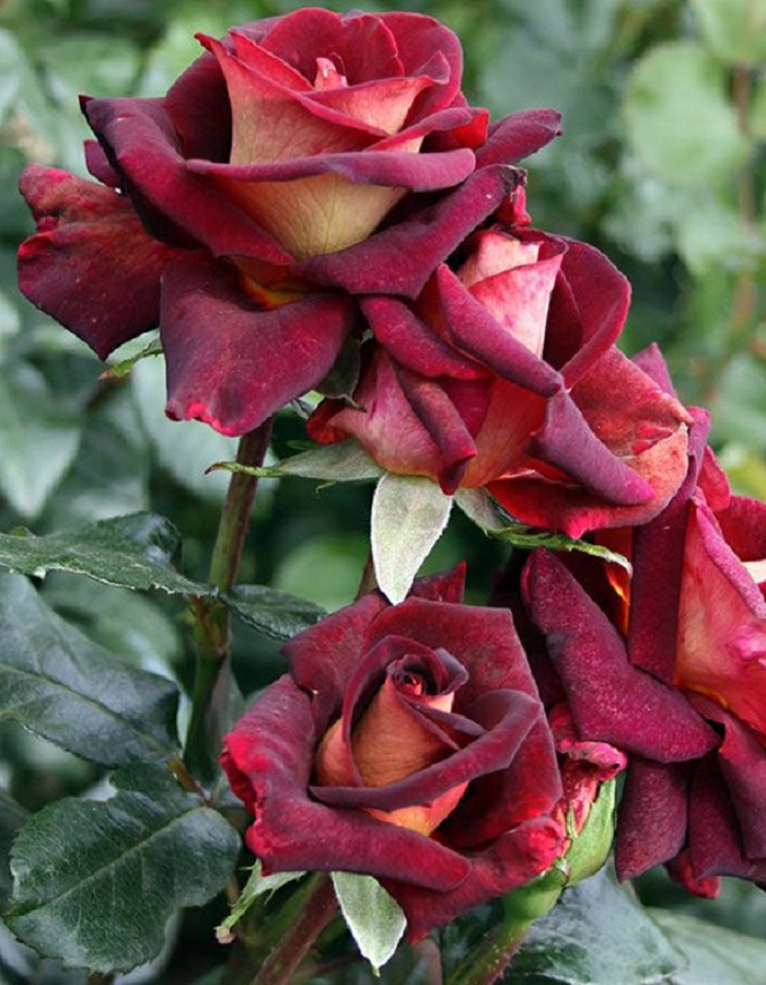 

Роза чайно-гибридная Эдди Митчел