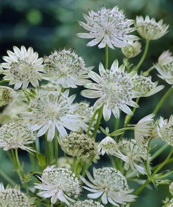 

Астранция крупная Шегги 1 шт Р9