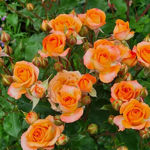 Роза спрей Макарена