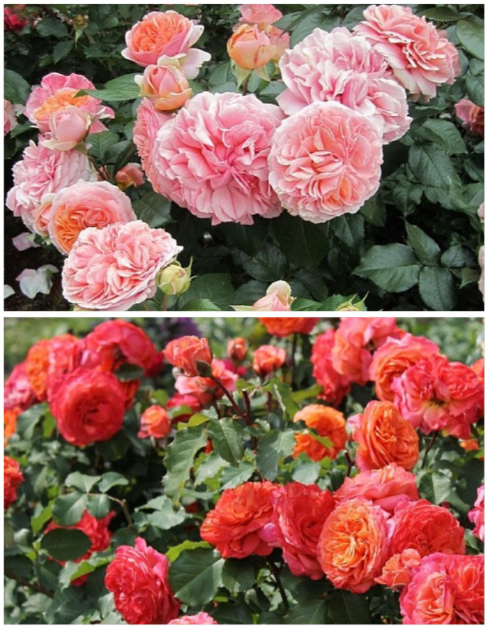 

Набор роз "Сладкие грёзы" 2 саженца