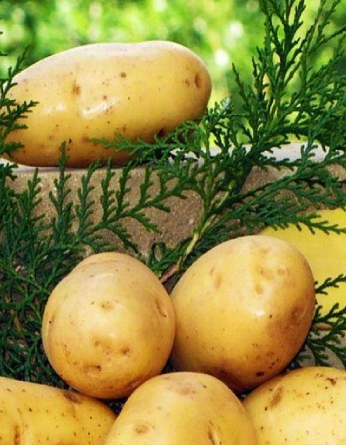 Картофель Венета, элита 1 кг картофель женечка элита 1 кг