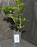 Роза плетистая Индиголетта