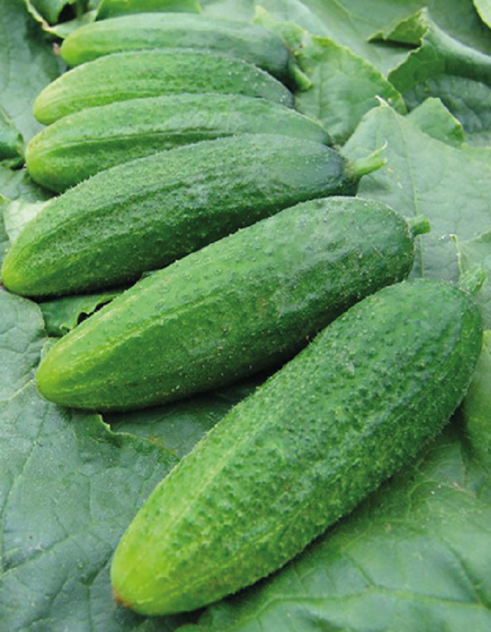 

Огурец Сантана F1(УД) 0,3 гр цв.п