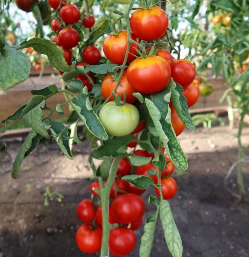 Томат Титаник F1 (УД) 12 шт цв.п