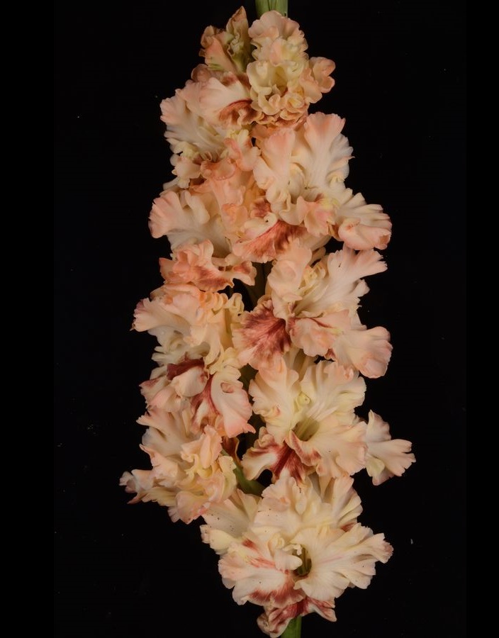 

Гладиолус Блюзмэн