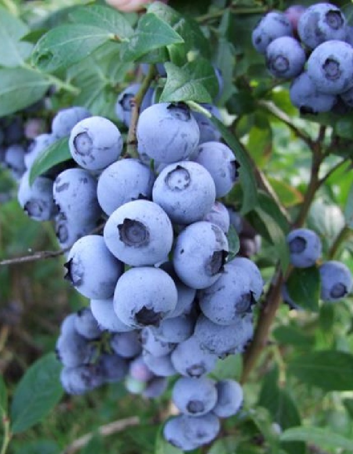 

Голубика высокорослая Чандлер