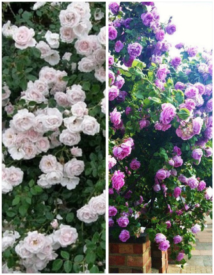 

Набор роз "Дикий ангел1" 2 саженца