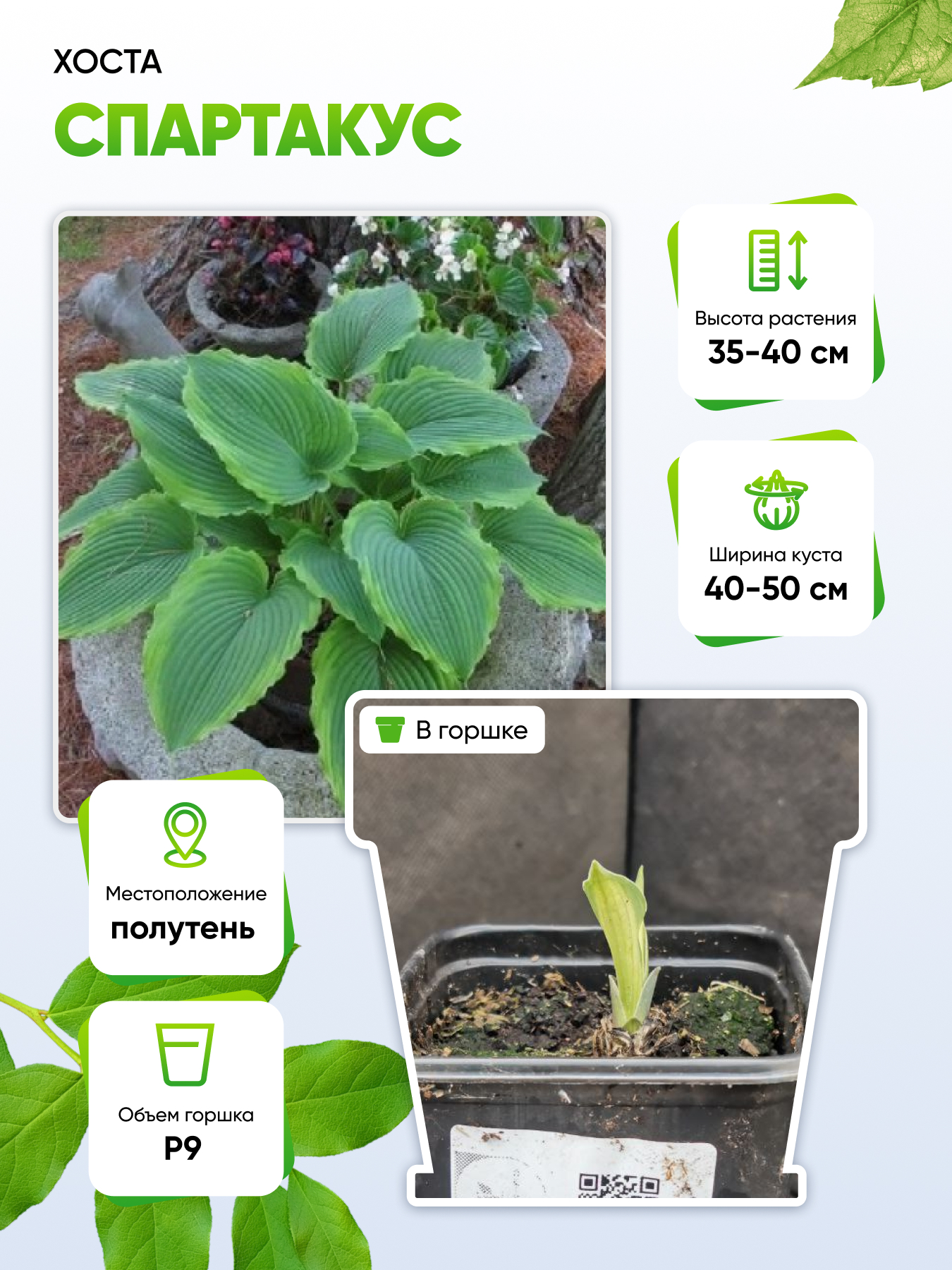 

Хоста Спартакус 1 шт Р9