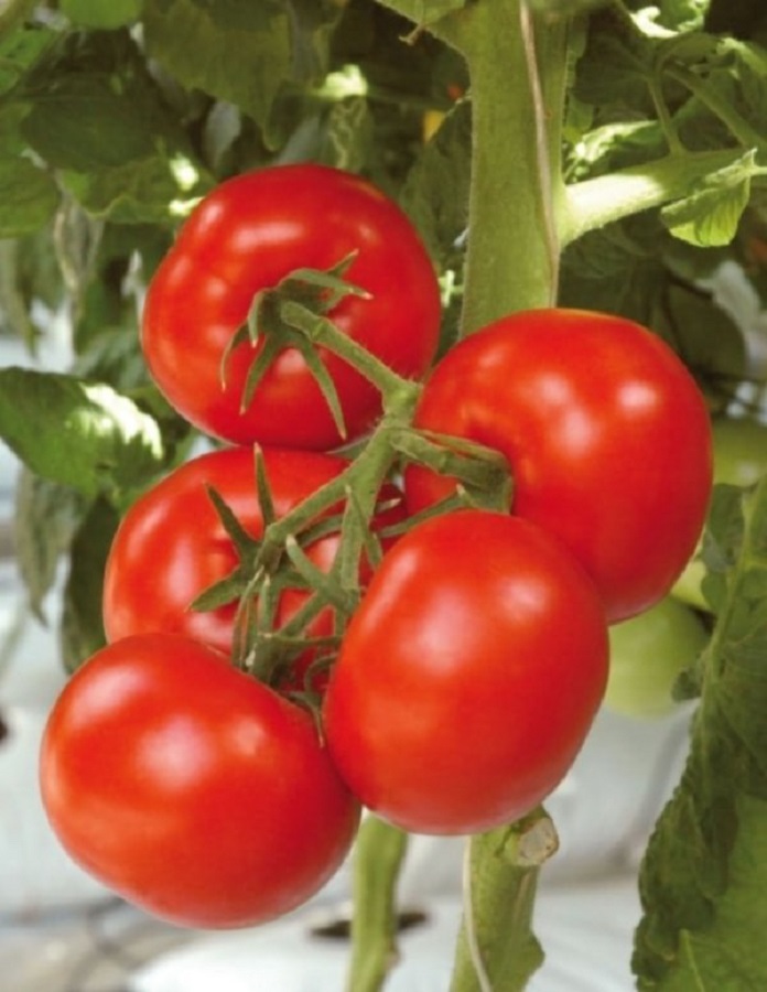 Томат Прекрасная Леди F1 (УД) 12 шт цв.п семена томат железная леди f1