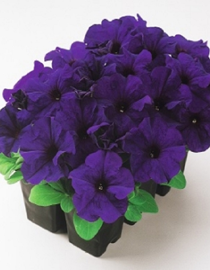 

Петуния грандифлора Дримс Миднайт F1 (PanAmerican Seed) 100др