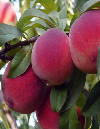 

Персик Посол мира 1 шт ОКС