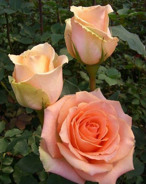 Роза чайно-гибридная Версилия 