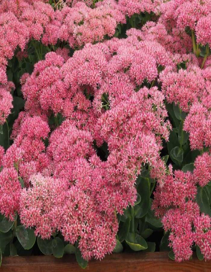 

Очиток телефиум Herbstfreude (ярко-роз.,h40,VIII-IX) 1 шт Р9