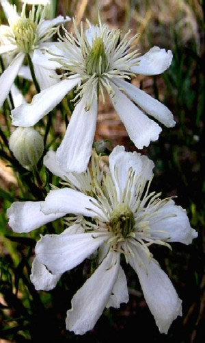 Клематис Шестилепеcтный (УД) 10 шт цв п