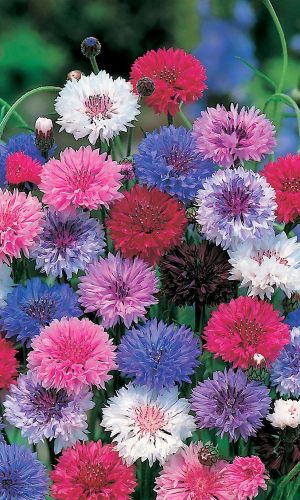 Василек низкорослый Конфетти (УД) 0,4 гр. цв.п