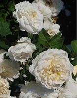 Роза чайно-гибридная Пурити