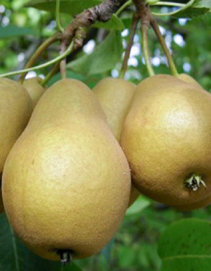 

Груша Дюймовочка 1 шт