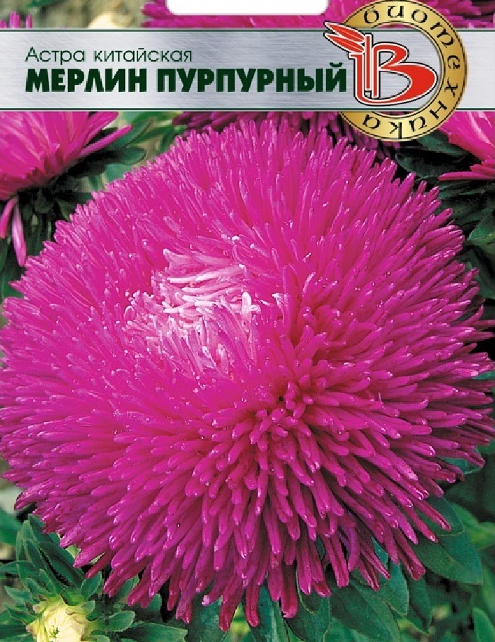 

Астра Мерлин Пурпурный 50 шт