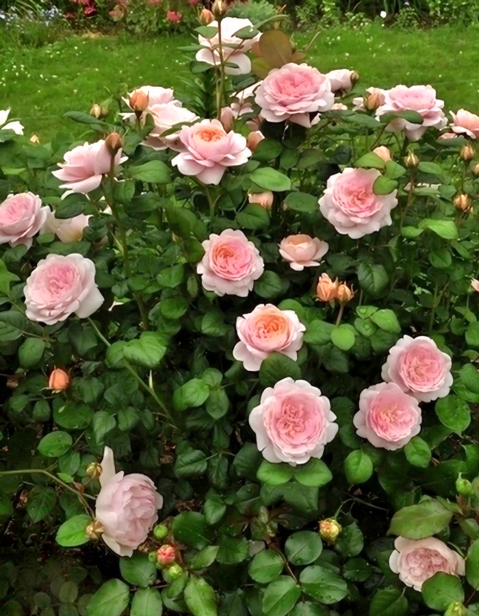 

Роза английская Квин оф Свиден (Королева Швеции)