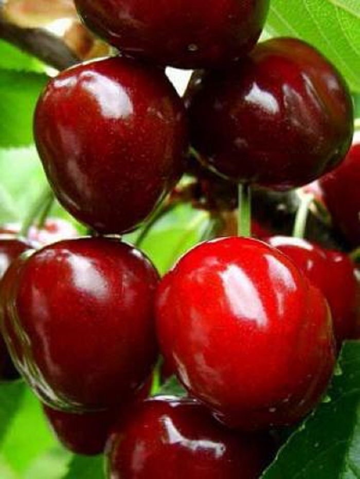 

Черешня В.Чкалов