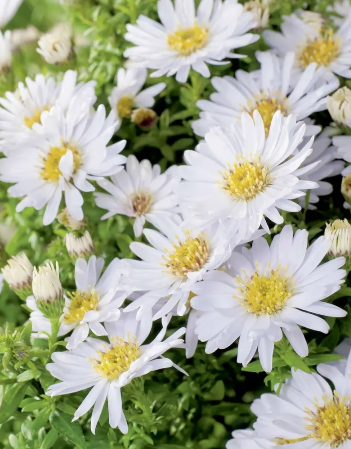 Астра кустарниковая Шникиссен 409₽