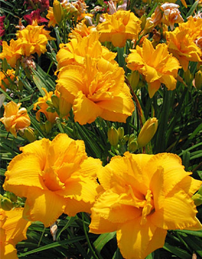 

Лилейник Кондилла