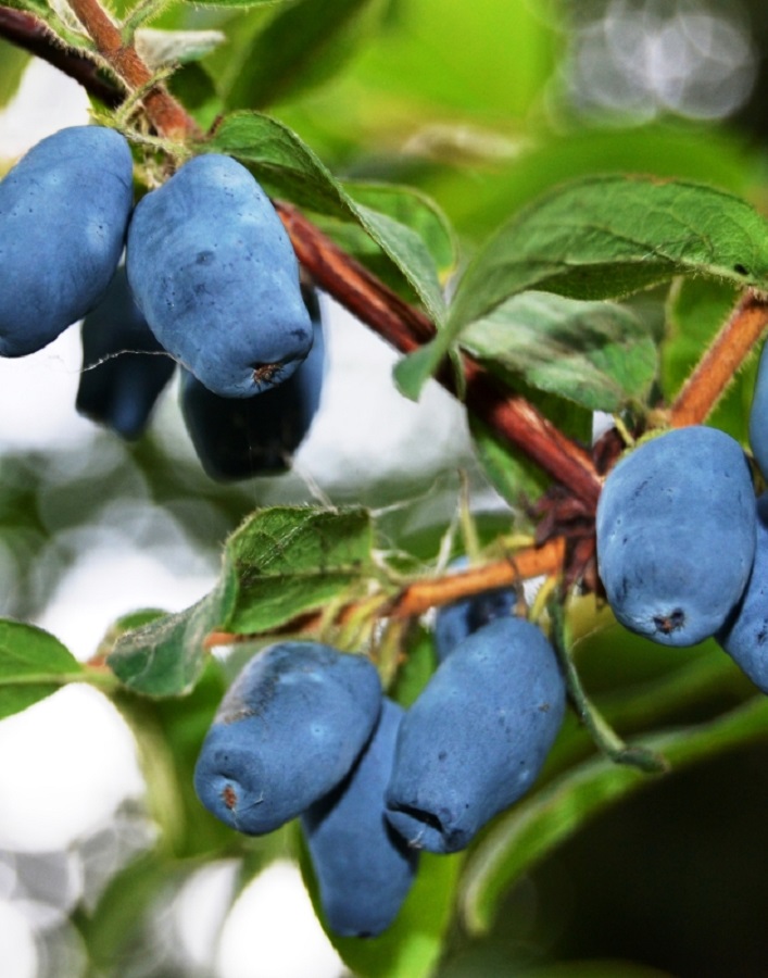 

Жимолость съедобная Роксана