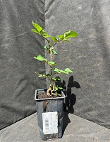 Роза чайно-гибридная Шифон 