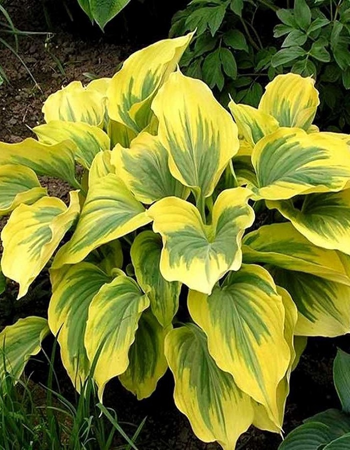 

Хоста Глед Рэгс