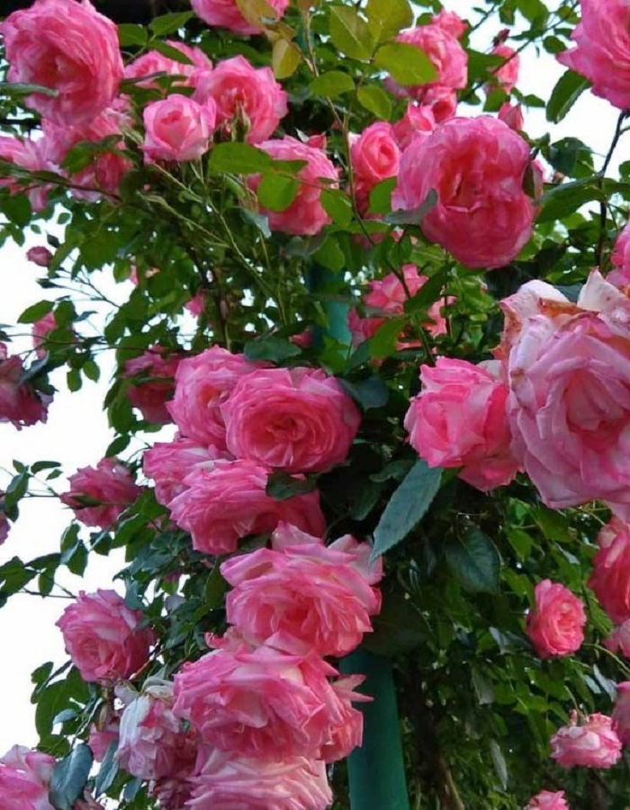 Роза плетистая Хендель 1 шт роза плетистая антике 1 шт