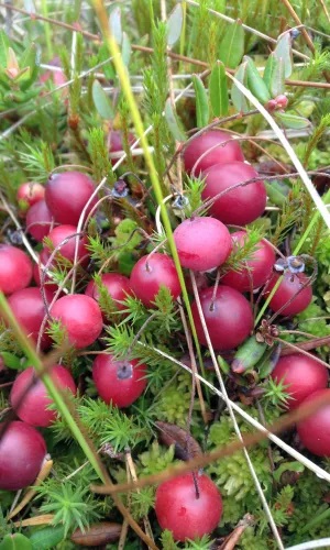 Клюква Бен лир (УД) 0,05гр. цв.п.