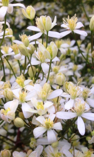 Клематис прямой Белый (УД) 12 шт цв п