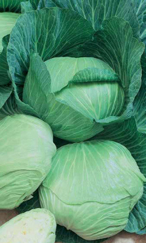 Капуста белокочанная Чудо на хранение F1 УД 0,3 гр цв.п. (Симбиоз)