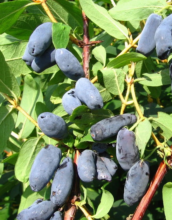 

Жимолость съедобная Бакчарский Великан