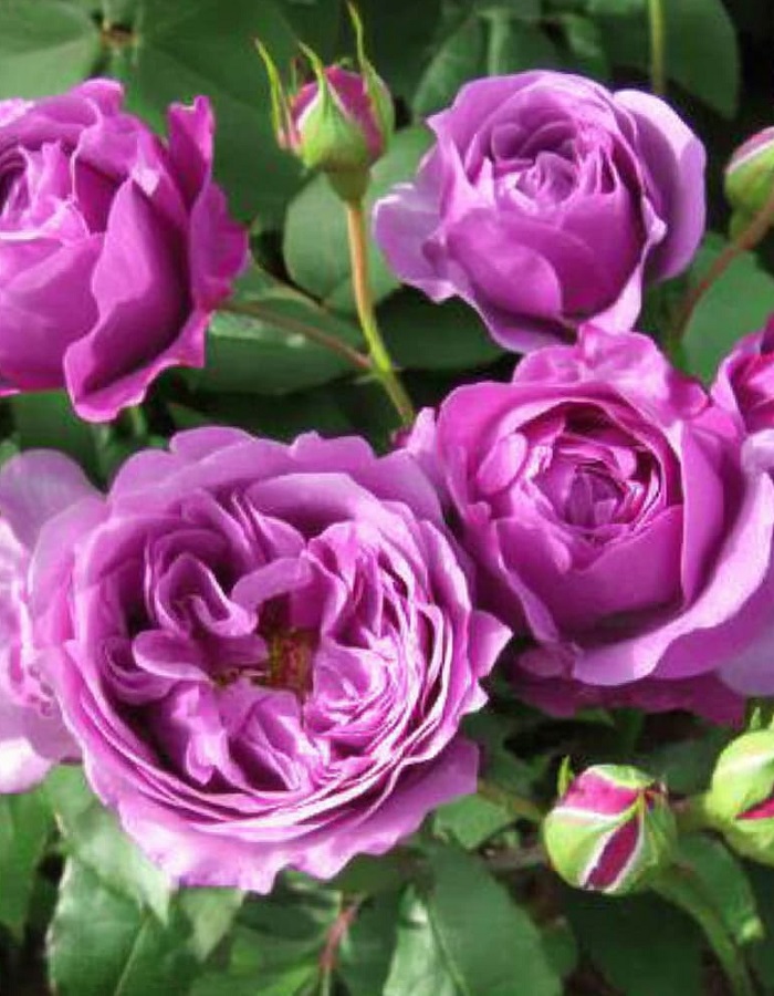 

Роза флорибунда Минерва 1 шт