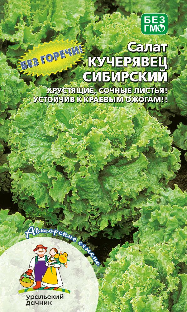 

Салат Кучерявец сибирский (УД) 0,3 гр цв.п