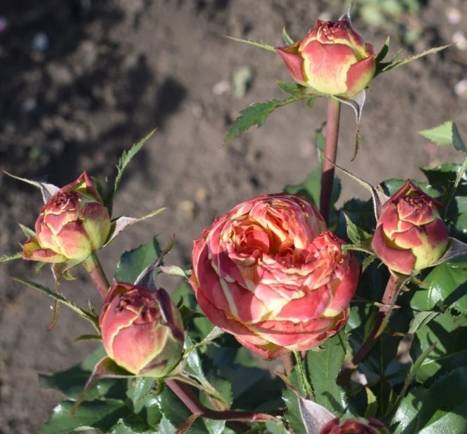 Роза чайно-гибридная Вулканика 