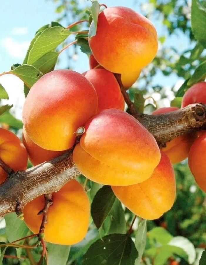 

Абрикос Триумф северный