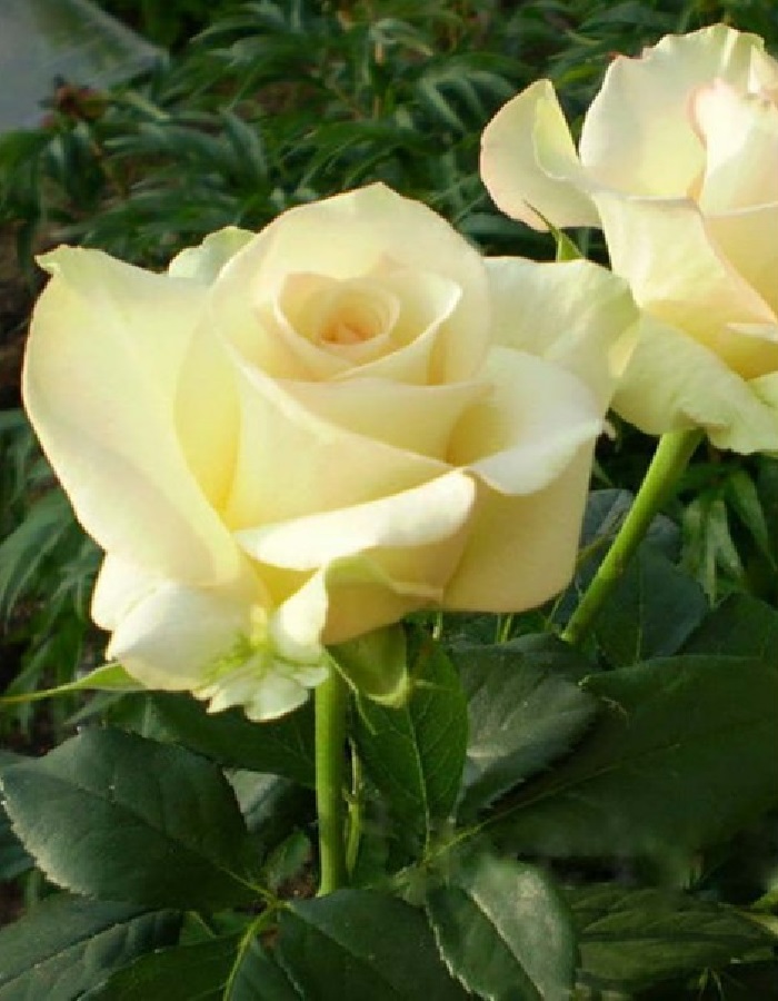 Роза чайно-гибридная Киви 1 шт