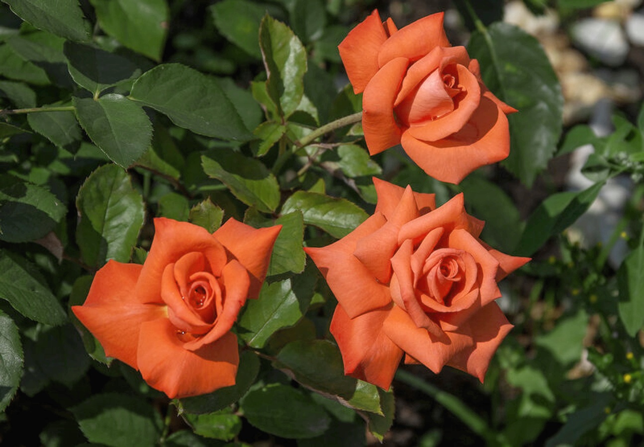 Чайно гибридные розы в саду фото