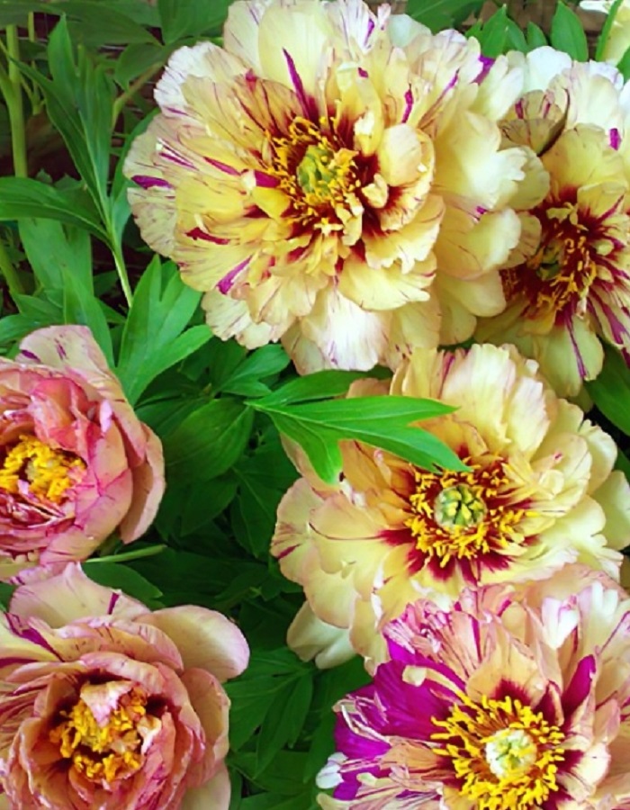 

Пион ИТО-гибрид Лоллипоп