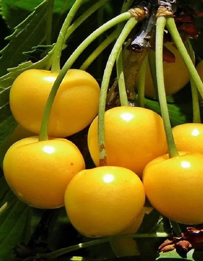 

Черешня Рондо