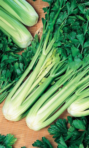 Сельдерей черешковый Атлант (УД) 0,25 гр цв.п